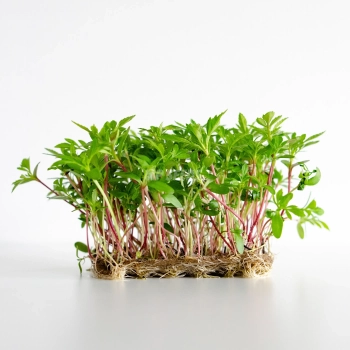 Mexikanische Tagetes Microgreens-Samen