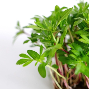 Mexikanische Tagetes-Microgreens, angebaut aus Samen von MP SEEDS – Nahaufnahme der Blätter.