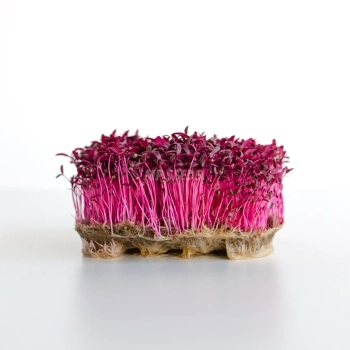  Roter Amaranth