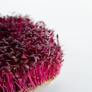 Nahaufnahme der Blätter von Amaranth-Microgreens, gezogen aus Saatgut von MP SEEDS