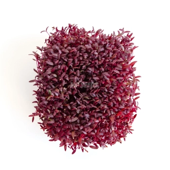 Draufsicht auf Amaranth-Microgreens, gezogen aus Saatgut von MP SEEDS
