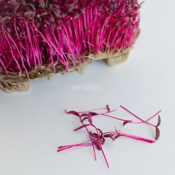 Einzelne Amaranth-Microgreens, gezogen aus Saatgut von MP SEEDS