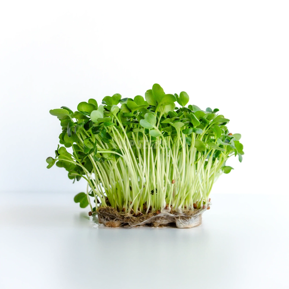 Daikon-Radieschen-Microgreens, angebaut aus Saatgut von MP SEEDS.