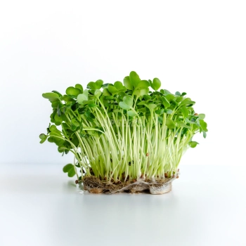 Daikon-Radieschen-Microgreens-Samen
