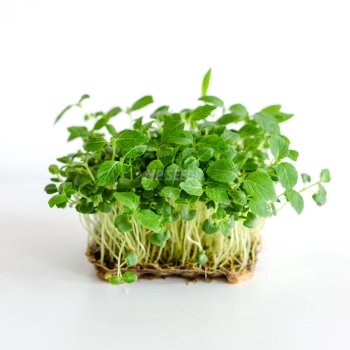 Blätter von grünen Shiso-Microgreens, angebaut aus Saatgut von MP SEEDS.