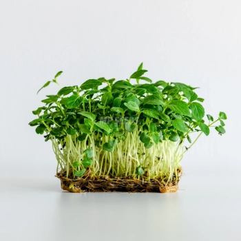 Grünblättrige Perilla, Shiso Microgreens-Saatgut