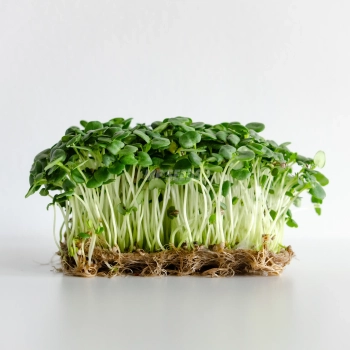 Keimblätter von grünem Shiso, angebaut aus Microgreens-Saatgut von MP SEEDS.