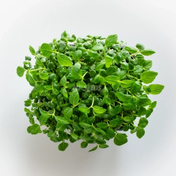 Grüne Perilla-Shiso-Microgreens, angebaut aus Saatgut von MP SEEDS – Ansicht von oben.