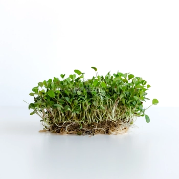 Alfalfa-Microgreens, angebaut aus Saatgut von MP SEEDS.