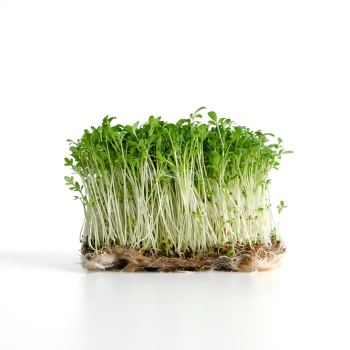 Kressesamen für Microgreens
