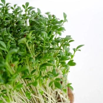 Nahaufnahme von Kresse-Microgreens-Blättern, angebaut aus Saatgut von MP SEEDS.