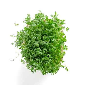Kresse-Microgreens, angebaut aus Saatgut von MP SEEDS – Ansicht von oben.