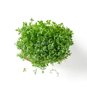 BIO Kresse-Microgreens, angebaut aus Saatgut von MP SEEDS – Ansicht von oben.