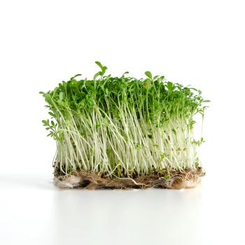 Bio Kressesamen für Microgreens