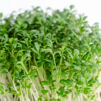 BIO Kresse-Microgreens, angebaut aus Saatgut von MP SEEDS – Nahaufnahme der Blätter.