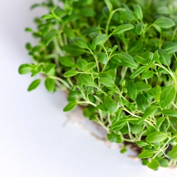 Ysop-Microgreens, angebaut aus Saatgut von MP SEEDS – Nahaufnahme der Blätter.