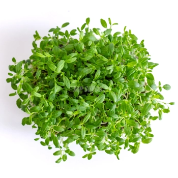 Ysop-Microgreens, angebaut aus Saatgut von MP SEEDS – Ansicht von oben.