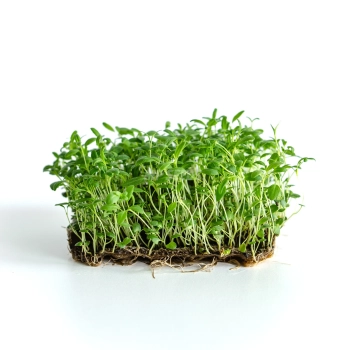 Ysop-Microgreens, angebaut aus Saatgut von MP SEEDS.