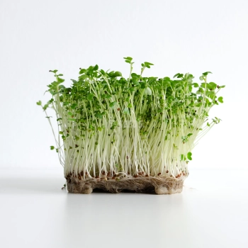 Scharfer Senf Microgreens Samen