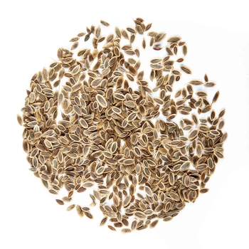 Dill Dakota Microgreens-Samen