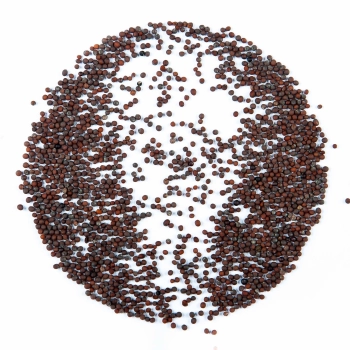 Grünkohl-Microgreens-Samen
