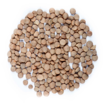 Linsensamen für Sprossen und Microgreens