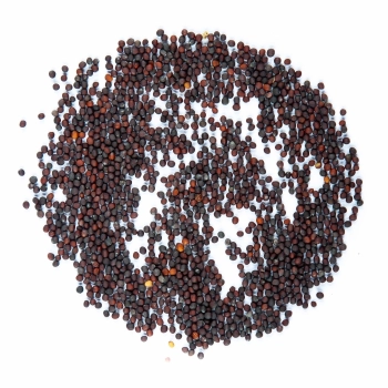 Calabrese Brokkoli Microgreens Samen