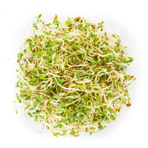 AlfaAlfa Sprossen