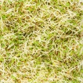 AlfaAlfa Sprossen Zoom