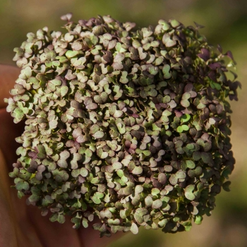 mizuna red microgreens