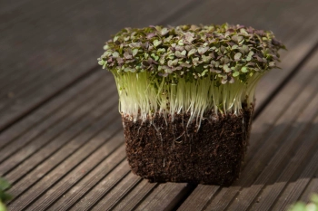 mizuna red microgreens with roots