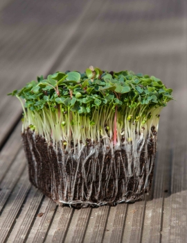 PakChoi White microgreens with roots