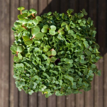 PakChoi White microgreens leaves