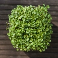 Rüben-Microgreens