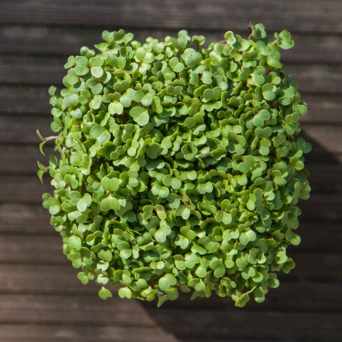 Rüben-Microgreens