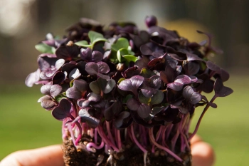 Radieschen Vulcano Microgreens