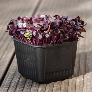 Anzuchttöpfe für Microgreens 8x8 cm