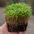 Dill Dakota Microgreens