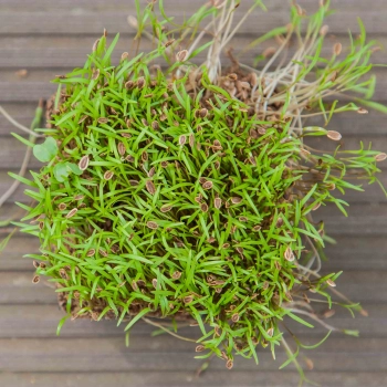 Dill Dakota Microgreens