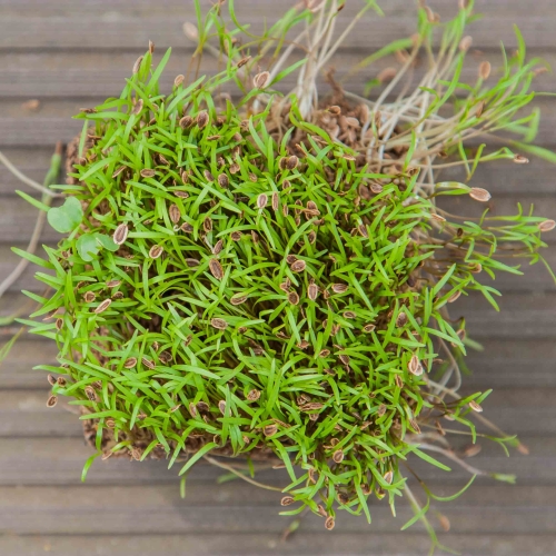 Dill Dakota Microgreens