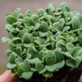 Borretsch-Microgreens