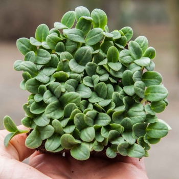 Violette Borretsch-Microgreens