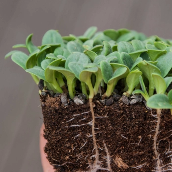 Borretsch-Microgreens mit Wurzeln