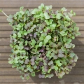Komatsuna Red Microgreens