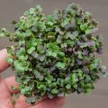 Komatsuna Red Microgreens von oben