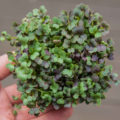Komatsuna Red Microgreens von oben