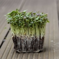 Komatsuna Red Microgreens mit Wurzeln