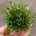 Weizengras-Microgreens