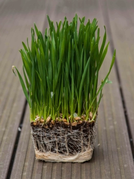 Weizengras-Microgreens