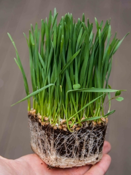 Weizengras-Microgreens mit Wurzeln